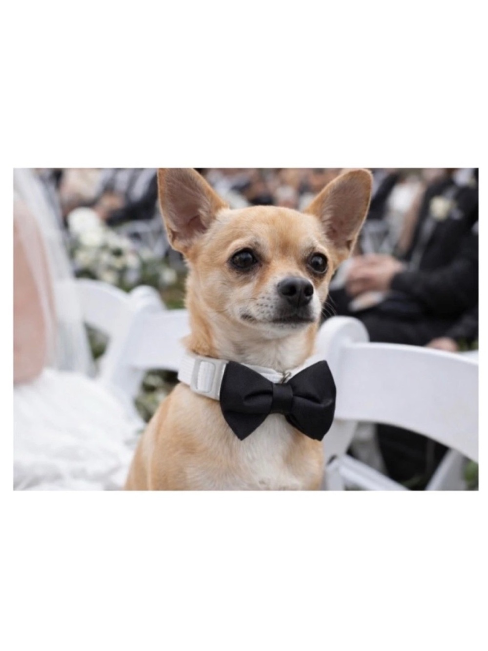 🇺🇸 Doghaus Wedding Formal Chic Satin Bow Tie Dog Collar Tuxedo NWT M 10- 16”